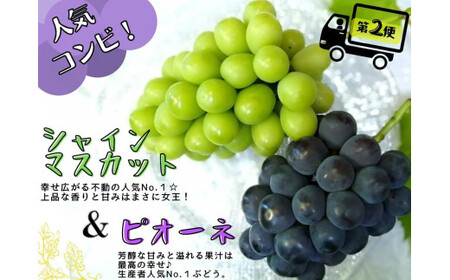 【産地直送】 ※2026年の予約です！※ 岡山 シャインマスカット ＆ マイハート 入り！新鮮 ぶどう 定期便 ×４回コース【2026年9月下旬～】離島不可 / 葡萄 ブドウ 果物 フルーツ マスカッ