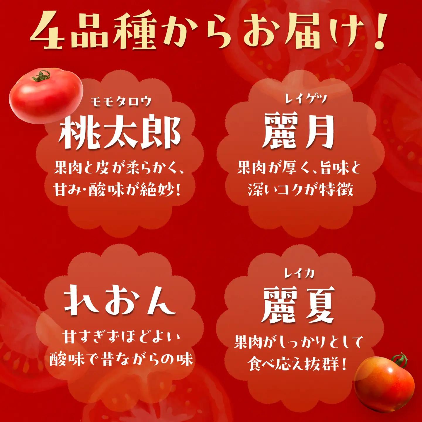 【2週間以内に発送！】 訳あり大玉トマト 4kg / 恵那市 / クリエイティブファーマーズ [AUAH016]