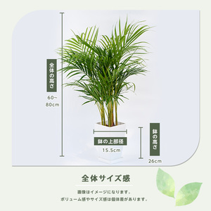 3月下旬～発送【観葉植物】アレカヤシ60cm～80cm(Green Base/017-1366) 南国鹿児島県で育った 観葉植物！植物 鉢付 インテリア 室内 オフィス おしゃれ プレゼント ギフト 