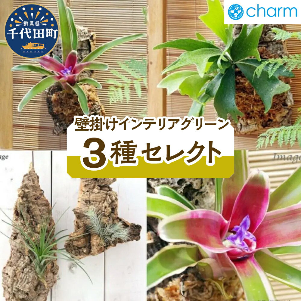 【ふるさと納税】壁掛けインテリアグリーン! 3種セレクト 観葉植物 インテリア ナチュラル かわいい リラクゼーション 室内栽培 プレゼント ギフト 贈答用 お祝い 送料無料 趣味 家庭 ライフスタイル 人気 オススメ 初心者 玄関リビング キッチン 群馬県千代田町