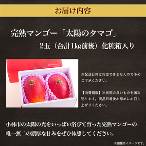 【数量限定・先行受付】厳選大玉宮崎完熟マンゴー「太陽のタマゴ」　2玉　計１キロ程度（フルーツ 2025 マンゴー 先行予約 太陽のタマゴ 宮崎 小林市 果物 人気）