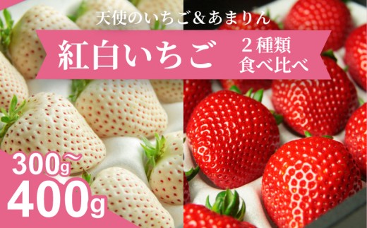 発送1月～【先行受付】紅白いちご　2種食べ比べ　「あまりん」＆「天使のいちご」300～400ｇ【苺】あまりん イチゴ おおきい スイーツ あかい 果物 ふるさと納税 いちご うまい フルーツ 期間限定 人気いちご まるい 甘い いちご 旬 直送 おすすめいちご ストロベリー 苺ジャム いちご 好きのための いちご　