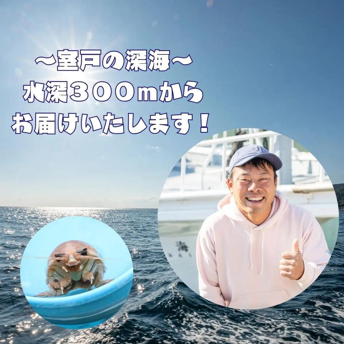【テレビで取り上げられました！】「深海王国」室戸からお届けする「活オオグソクムシ」【３匹】話題性あり 甲殻類 エビ・カニの仲間 高知県 珍しい 自然 太平洋 ジオパーク 海産物 魚介類 グソクムシ F