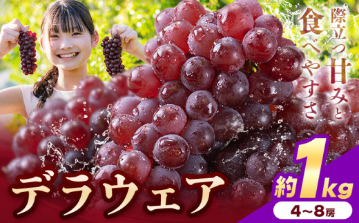 【先行予約】デラウェア ぶどう 約1kg 4～8房 フルーツ 果物《6月中旬-7月上旬頃出荷》和歌山県 岩出市 送料無料 一大産地 青果 お取り寄せフルーツ