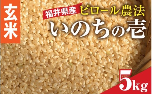 【玄米】【内田農園・ピロール米】令和7年産 福井県産いのちの壱 5kg 減農薬栽培 [B-168002_01]