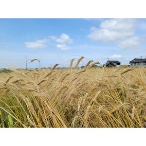 安城産大麦使用クラフトビール2種4本詰め合わせセット【配送不可地域：離島】【1669336】