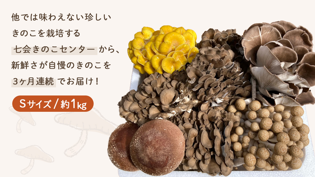 《 ３ヶ月 連続定期便 》 きのこ の 詰め合わせ Sサイズ 約1kg （茨城県共通返礼品 城里町） 定期便 キノコ 舞茸 あわび茸 たもぎ茸 しいたけ ぶなしめじ セット 鍋 炒め物 [CX005s