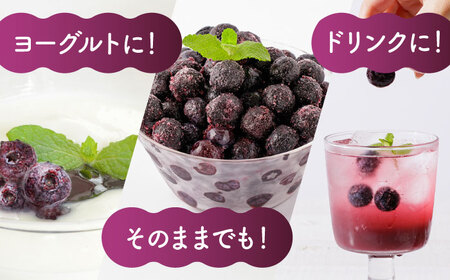 【12回定期便】大粒 冷凍ブルーベリー 約1000g（約500g×2pc）【すみれファーム】果物 フルーツ くだもの 大粒 小分け 熊本県産ブルーベリー [ZEP012]