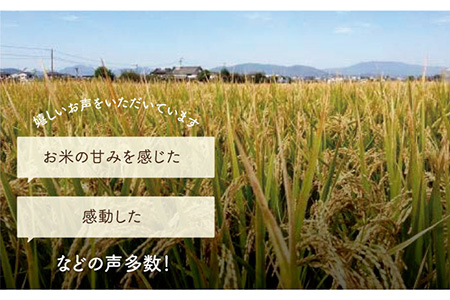 【令和5年産】【九州米・食味コンクール3年連続入賞！】こだわりのさがびより 20kg（白米） /令和5年度産 米 特別栽培米 白米 ブランド米 さがびより さがのお米 米粒が大きくしっかり お米の甘味