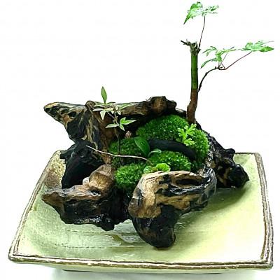 ふるさと納税 豊川市 苔盆景流木山水画は、自然の美しさを凝縮した、心が和むアイテムです。 |  | 03