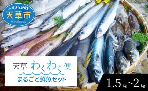 S059-017_【鱗 内臓 除去済み】 天草わくわく便 まるごと鮮魚セット