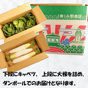 【先行予約】 春キャベツ 2～3玉 大根 2～3本 セット 大根 大根 大根 大根 大根 小野商店