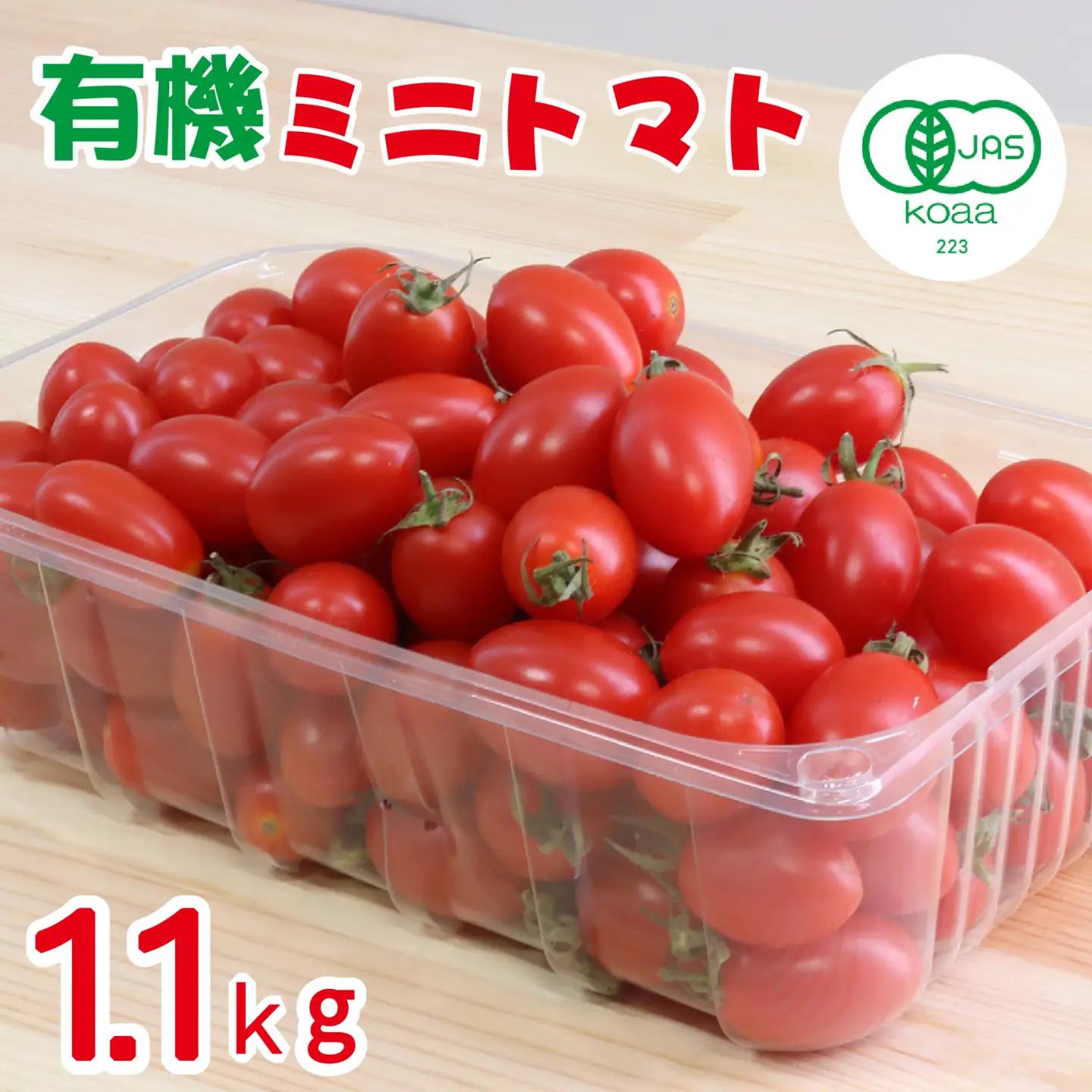 トマト 南国育ちの有機カラフルミニトマト 1.1kg とまと 野菜 新鮮 フルーツ サラダ