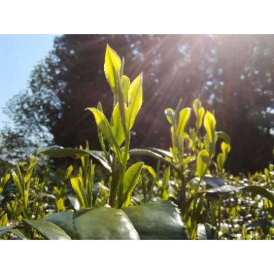 ふるさと納税 川根本町 若摘み高級緑茶・和紅茶 詰め合わせ |  | 01