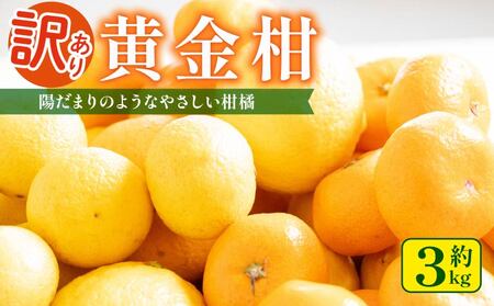 黄金柑 3kg 訳あり 黄金柑