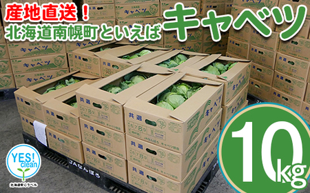 北海道南幌町産 キャベツ 10kg（6～9玉）7月中旬より発送 JAなんぽろ直送  野菜 食品 北海道 南幌町 NP1-339