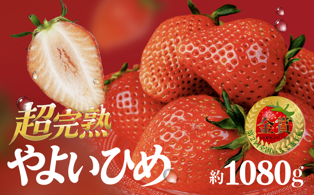 【先行受付：1月以降発送】いちご 鈴木ファームの完熟＆朝摘み やよいひめ レギュラーサイズ 約270g × 4パック 合計 約1080g | いちご イチゴ 苺 やよいひめ 甘い あまい 完熟 果物 フルーツ くだもの 旬 産地直送 栃木県産 鈴木ファーム 栃木県 茂木町