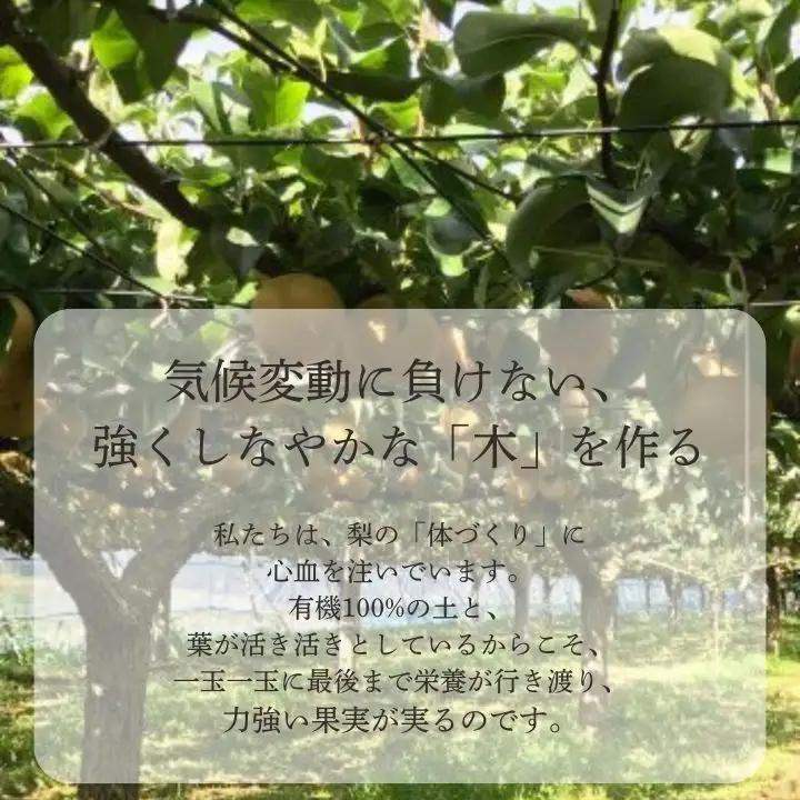 船橋のなし 幸水 5kg（大金園）
