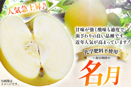 【25年11月～発送】りんご 名月 約3kg カワムラファーム 贈答用【先行受付】 青森 果物 フルーツ 林檎 リンゴ くだもの 予約