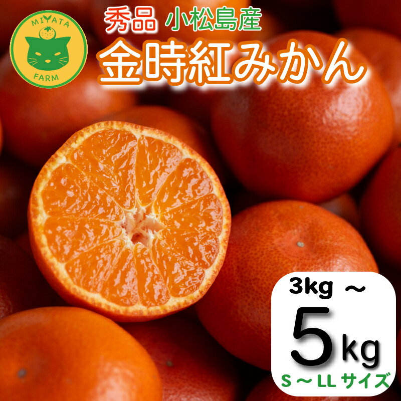 【ふるさと納税】 【2025年12月順次発送】　金時紅みかん 3kg～5kg みかん 甘い 紅 みかん 柑橘 蜜柑 ミカン ジュース 果汁 小松島市 フルーツ 果実