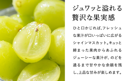 豊岡ぶどう シャインマスカット ２箱  約4kg / 豊岡ブドウ 産地直送 糖度が高い 濃厚 甘味 上品な香り 歯切れの良い 皮ごと 食べられる 減農薬 シャイン マスカット ぶどう ブドウ 葡萄 果