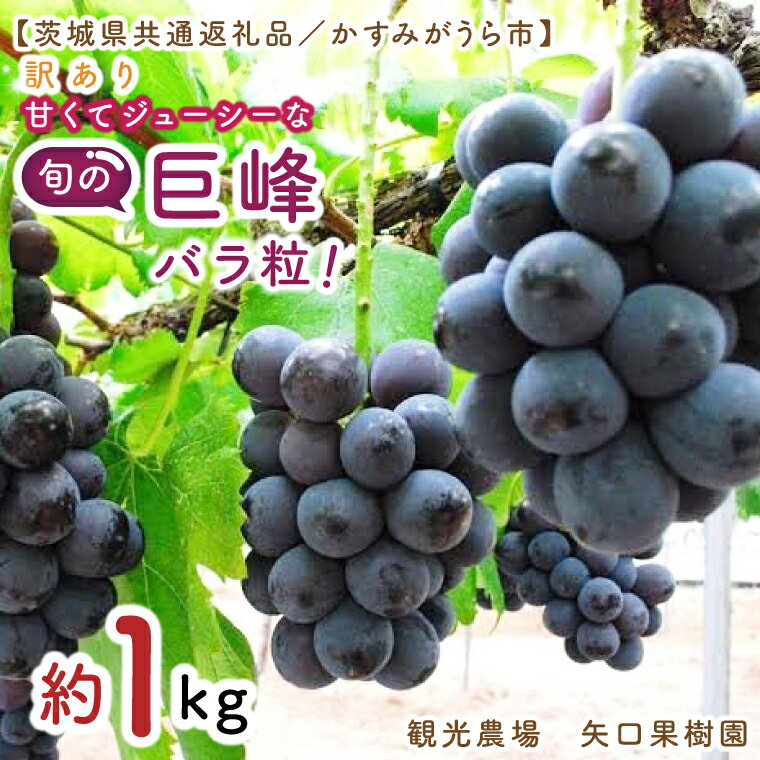 【ふるさと納税】8月より順次発送 数量限定 訳あり バラ粒 箱込み1kg 甘くてジューシーな旬の巨峰（茨城県共通返礼品／かすみがうら市）果物 くだもの フルーツ 巨峰 きょほう バラ粒 わけあり 先行予約 産地直送 茨城県 水戸市（FW-17）
