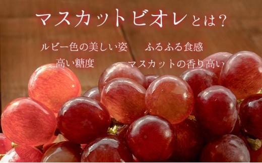 
            【選べる容量】＜2025年発送分 先行予約＞10月〜11月発送お土産マスカットビオレ1kg箱or2kg箱【029-a009/029-a010】
          