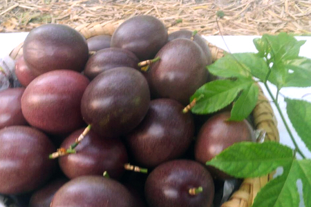 【 先行予約 2025年 発送 】 糸満産 糸ちゃん パッションフルーツ ＜ 家庭用 ／ 1kg ＞ 果物 フルーツ くだもの 1キロ 沖縄 果実 南国フルーツ 沖縄県産 美味しい 甘い あまい 甘み