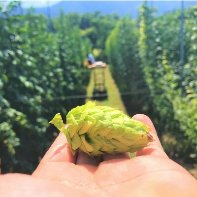 【毎月定期便】【京都ハンナリーズ コラボラベル】ASOBI 350ml×6本 クラフトビール全6回【4081153】