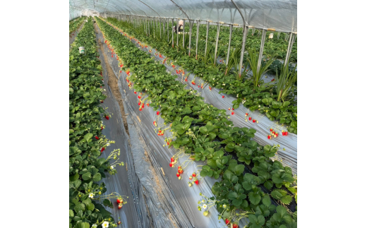 産地直送　匝瑳市産いちご　15粒入り×2箱 ／ いちご 苺 イチゴ ストロベリー とちおとめ 紅ほっぺ 果物 フルーツ 産地直送