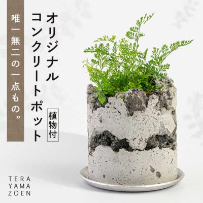 ふるさと納税 糸島市 TERAYAMA ZOEN オリジナルコンクリートポット(植物付き)/ NIWAMO[AIO001]
