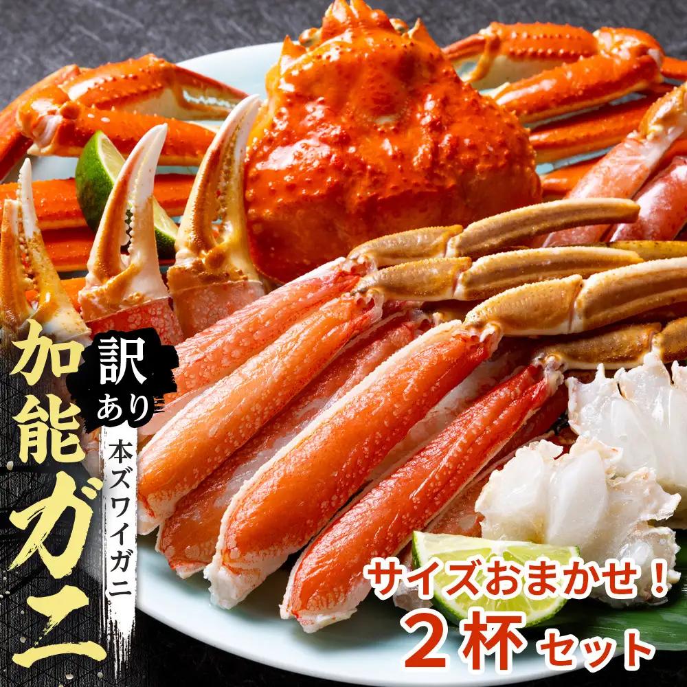 【予約受付】【訳あり】金沢港より直送！サイズおまかせボイル加能ガニ 2杯セット 蟹 かに