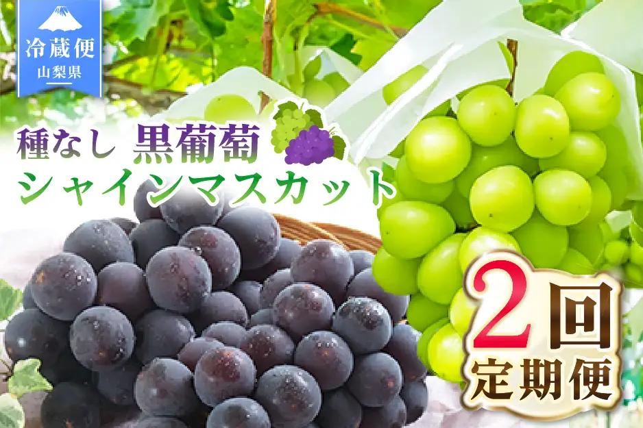 【2026年発送 先行予約】2回定期便 旬のフルーツ定期便（種無し黒葡萄1房・シャインマスカット1房）180-027-26y