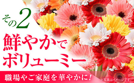 広川自慢の元気なガーベラ30本 ラッピング有 カラーおまかせ 花束 花 はな フラワー ギフト お祝い 冷蔵 広川町 / JAふくおか八女農産物直売所どろや [AFAB016]