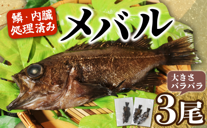 
                  訳あり メバル 3尾 大きさ不揃い 下処理済み 冷凍 ワガ 3匹 魚介類 魚貝類 めばる 煮付け 塩焼き メバル めばる 新鮮 簡単調理 便利 めばる 海鮮 高級 海産物 メバル 数量限定 鮮魚 愛知県 南知多町 人気 おすすめ
                