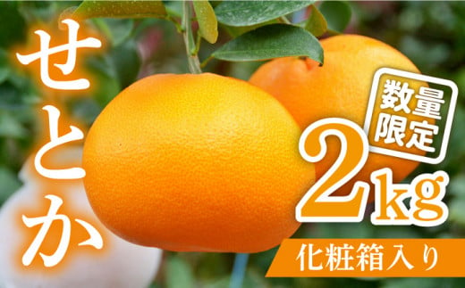 【2025年2月〜発送】期間限定！せとか 2kg / みかん 贈答用 化粧箱 南島原市 / JA島原雲仙東南部基幹センター[SAC002]