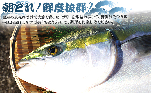 【3回定期便】手結沖養殖「勝ブリ」 1匹(5kg～6kg) 【先行申込】 - 期間限定 魚 ぶり 鰤 寒ブリ 海鮮 鮮魚 魚介類 海の幸 ギフト お刺身 煮物 焼き魚 おかず 手結沖養殖 産地直送 の