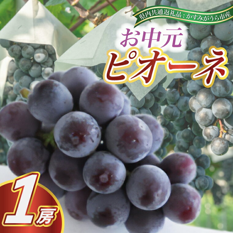 【ふるさと納税】お中元　　ピオーネ1房(県内共通返礼品:かすみがうら市産)【配送不可地域：離島・沖縄県】 (BR080)