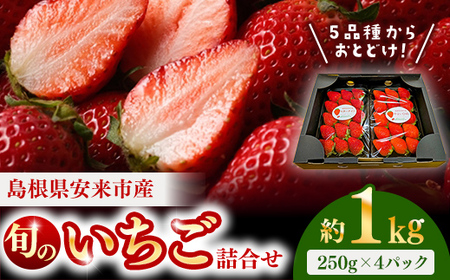農場長厳選の美味しいいちご 1000g【250g×4パック 苺 詰め合わせ 厳選 フルーツ 果物 かおり野 紅ほっぺ よつぼし スターナイト やよいひめ 甘味 セット 化粧箱 島根県 安来市 安来市産】
