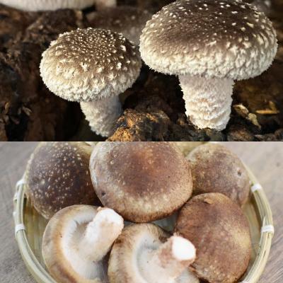 ふるさと納税 中野市 信州産椎茸の佃煮(4パックセット) |  | 03
