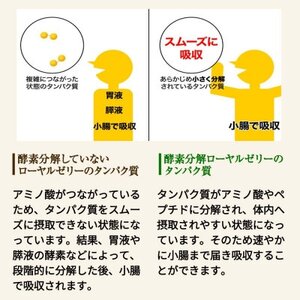 【毎月定期便】酵素分解ローヤルゼリーキング (560)全3回【4010070】