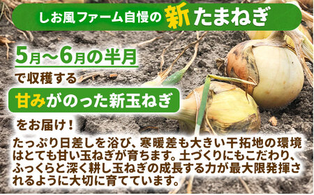 新玉ねぎ【2025年先行予約】 しお風新たまねぎ 約2kg 《5月中旬-5月末頃出荷》 玉ねぎ 新たまねぎ 玉葱 たまねぎ 新玉 野菜 青果物 岡山県 笠岡市