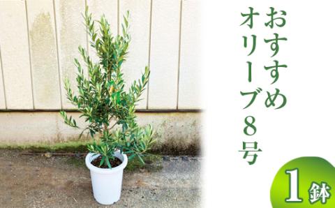 おすすめオリーブ8号_BZ12 ※離島への配送不可