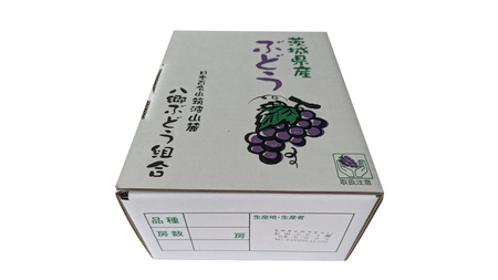 【最短3日発送】 シャインマスカット1.5kg  ( 茨城県共通返礼品 石岡市 ) 数量限定 フルーツ 果物 マスカット ぶどう 葡萄 ブドウ 旬 国産 産地直送 [FB004sa] 