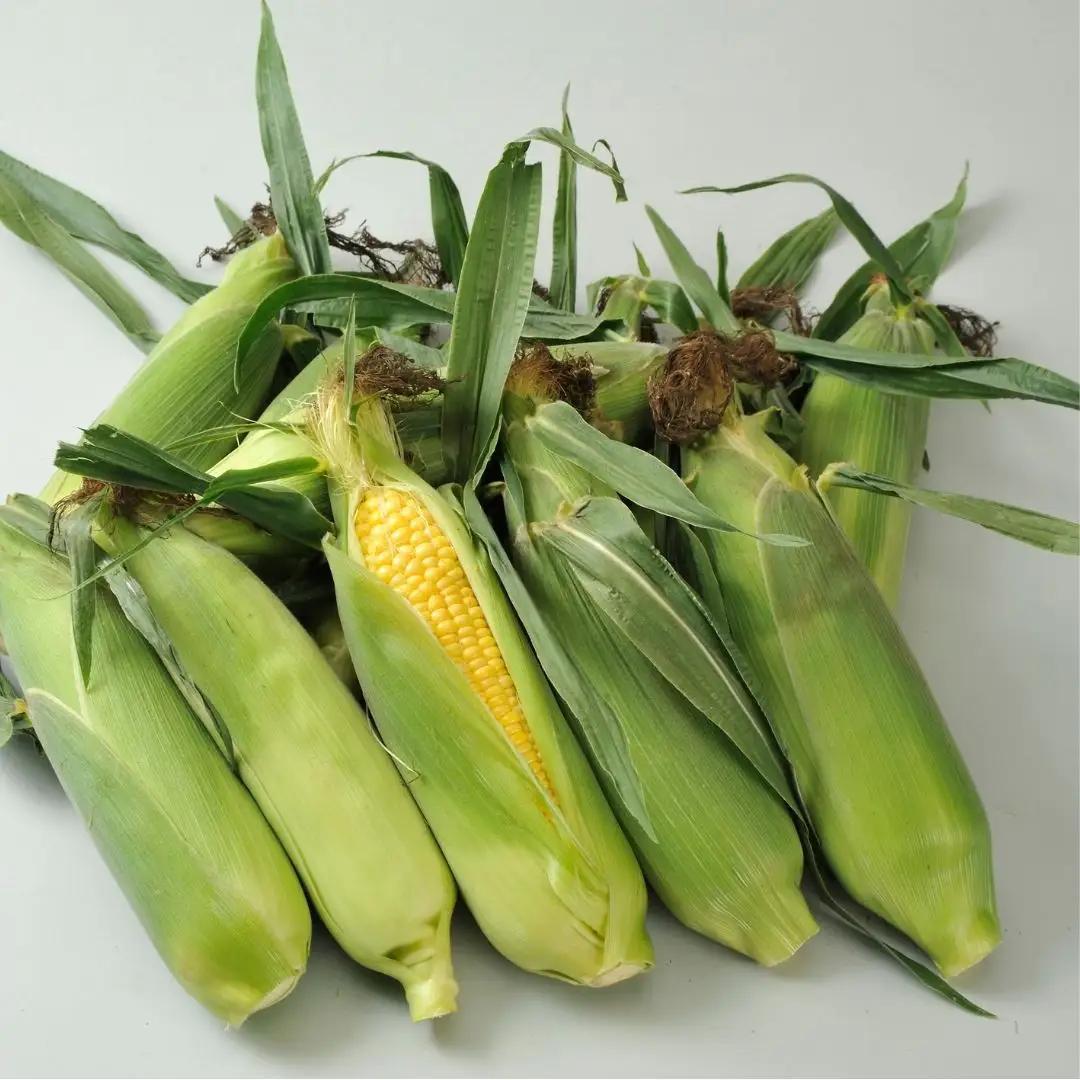 野菜 定期便【令和9年産 先行予約】6回便 野菜セット 美景農園