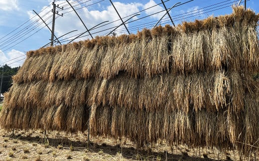 福岡県産幻の天日干し米 玄米 5kg お米 【2025年12月上旬より順次発送予定】