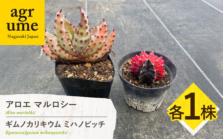 ギムノカリキウム ミハノビッチ ＆ アロエ マルロシー 各1株 Gymnocalycium mihanovichii＆ Aloe marlothii 長与町/アグリューム[EAI241] 