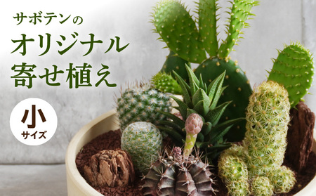 サボテンのオリジナル寄せ植え（小）[133O01]　本格サボテン 産地直送サボテン インテリア サボテンギフト プレゼント オシャレサボテン かわいいサボテン 人気サボテン 多肉植物 