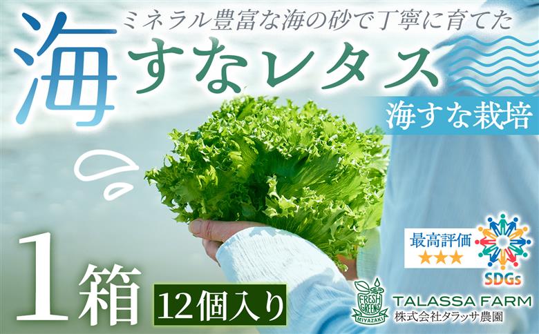 フリルレタス「海すなレタス」12個入×1箱 新鮮 野菜 サラダ【B697】 12個入×1箱