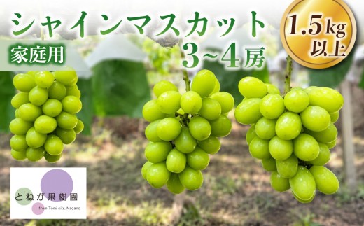 
                  家庭用 シャインマスカット3～4房（1.5kg以上）｜とねが果樹園　※2026年9月中旬以降に順次発送（日曜日、月曜日発送限定、発送指定不可）
                
